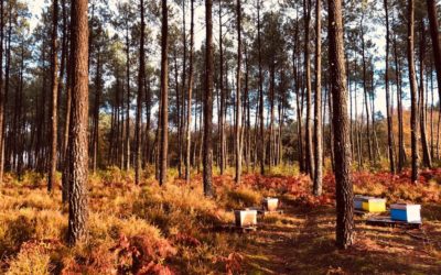 La ruche en décembre