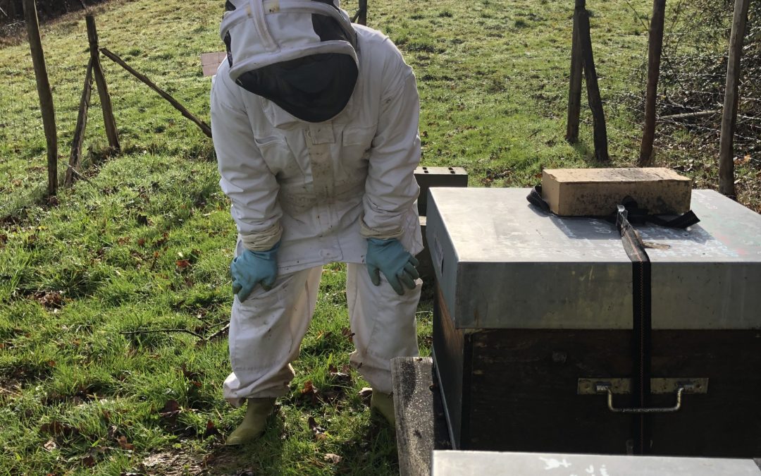 La ruche Abeilles & Cie en février