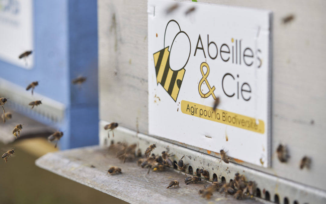 Que se passe-t-il dans la ruche Abeilles & Cie en avril ?