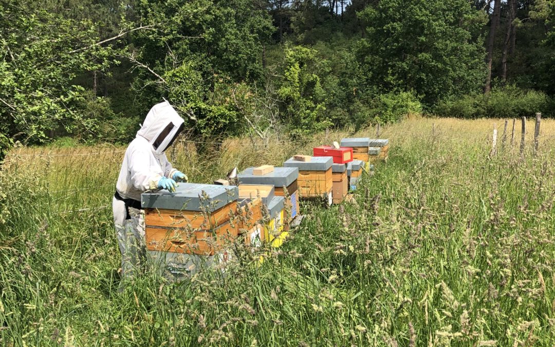 Que se passe-t-il dans la ruche en juin ?
