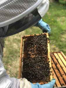 abeilles noires