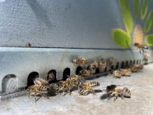 abeilles noires pays basque