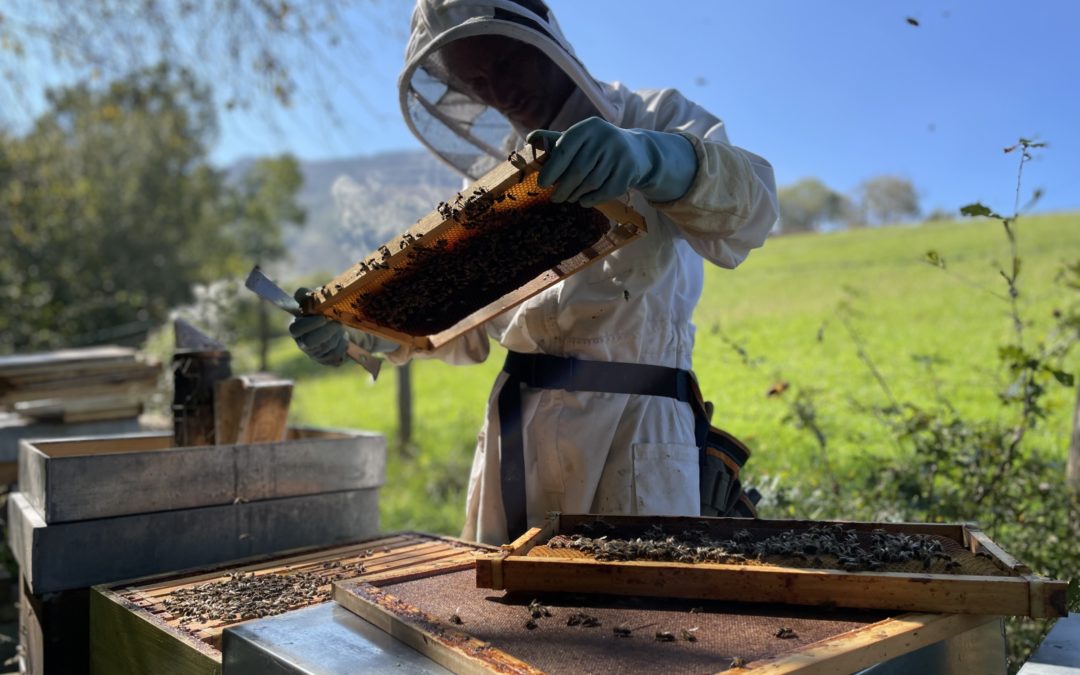 Que se passe-t-il dans la ruche en octobre 2021 ?