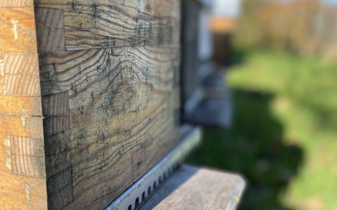 Que se passe-t-il dans la ruche Abeilles & Cie en décembre 2021 ?