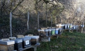 rucher pays basque en décembre