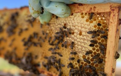 Que se passe-t-il dans la ruche en avril 2022 ?
