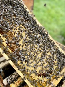 cadre abeilles noires 
