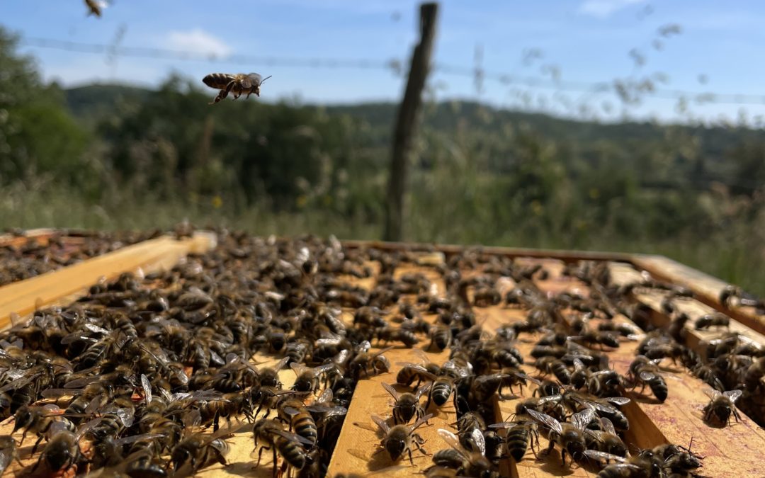 Que se passe-t-il dans la ruche en mai 2022 ?