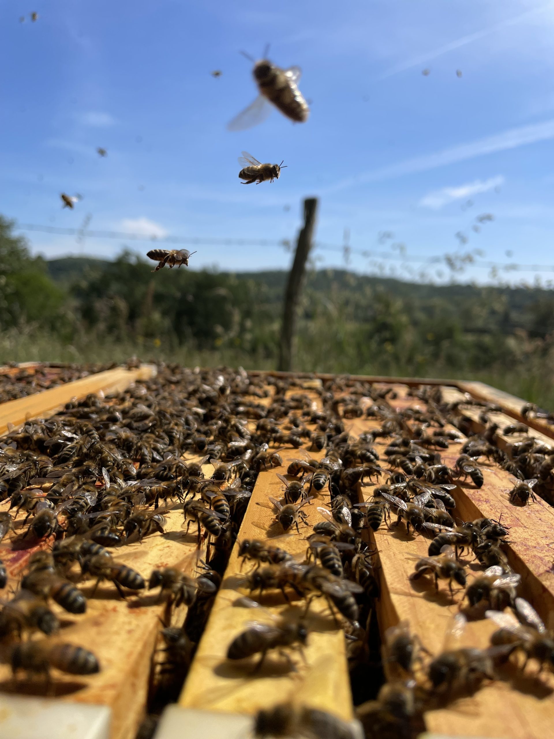 ouverture de ruche
