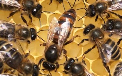 Que se passe-t-il dans la ruche en juin 2022 ?