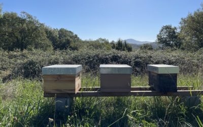 Les 5 choses essentielles à faire sur le rucher en septembre