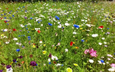 Entretien avec Christophe Endelin sur les alternatives aux pesticides