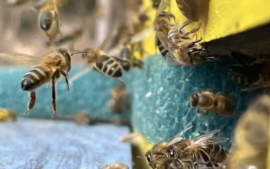 Que se passe-t-il dans la ruche en mars ?
