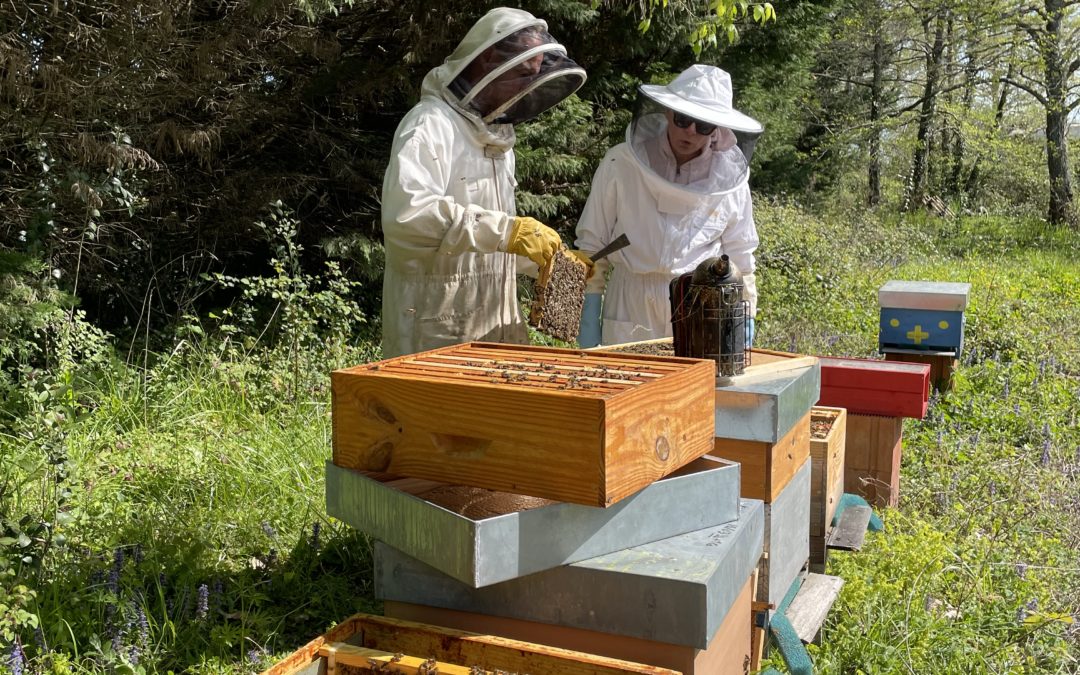 Que se passe-t-il dans la ruche en avril ?