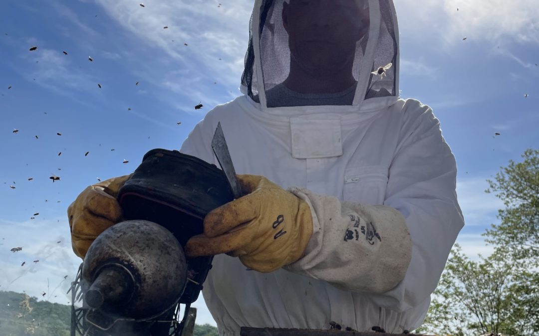 Que se passe-t-il dans la ruche en mai ?