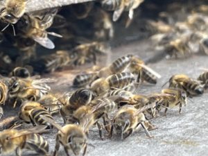 Abeilles sur la planche d'envol