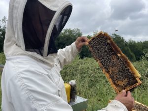 l'apiculteur vérifie le couvain et le miel