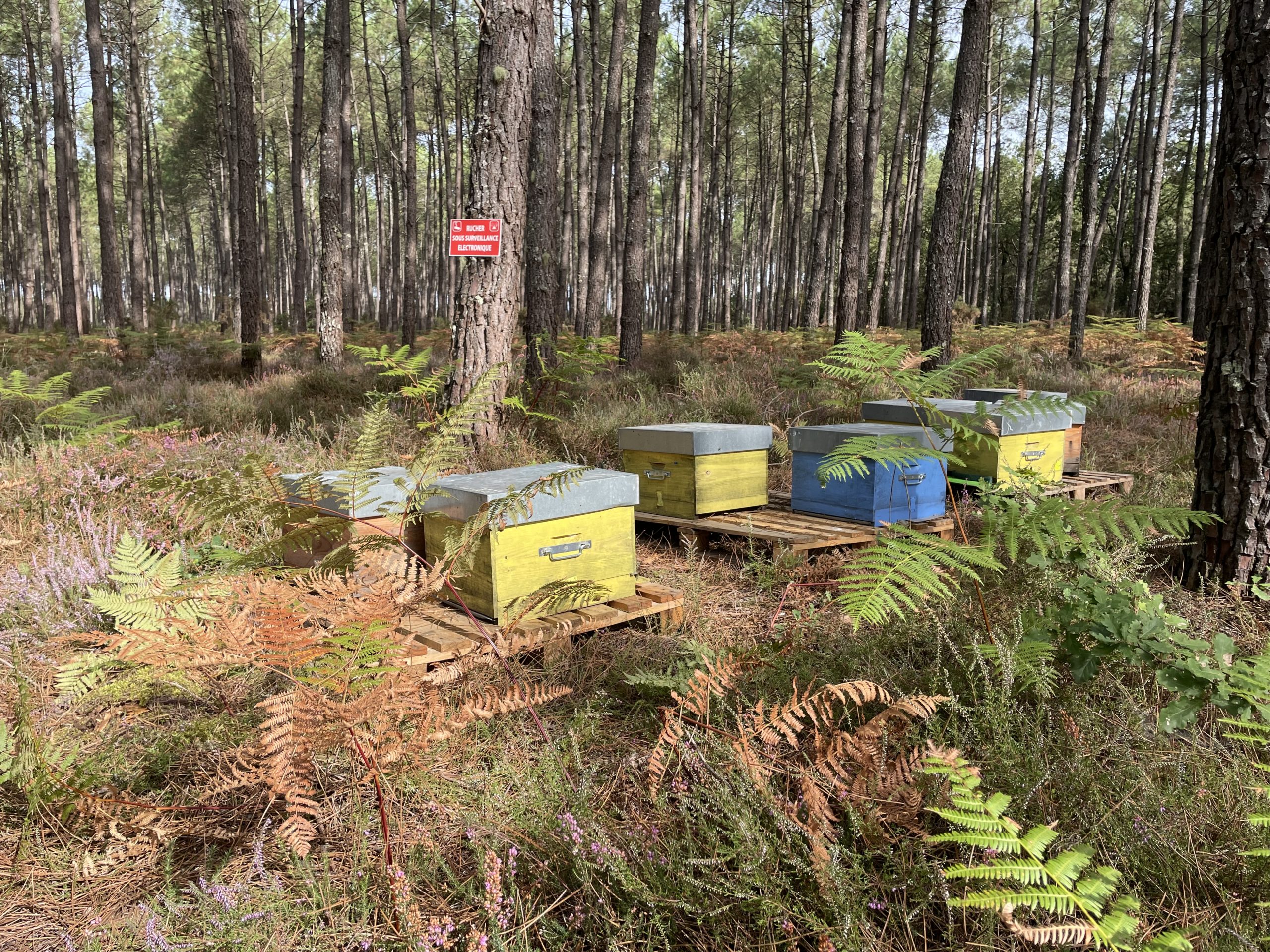 les ruches sont dans les Landes pour les protéger du frelon asiatique