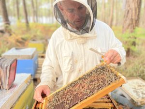L'apiculteur vérifie l'état des colonies pour l'hivernage