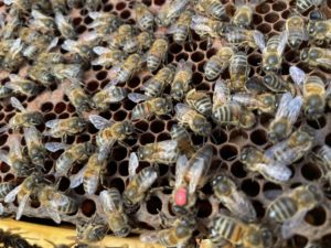 la reine et ses abeilles ouvrières