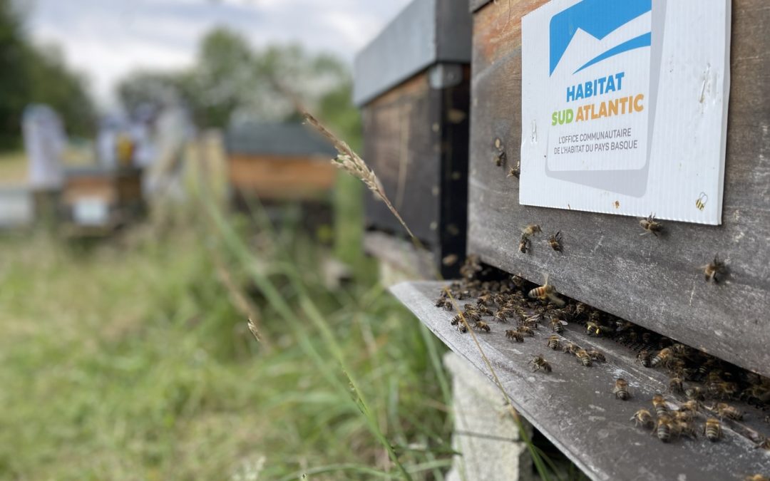 Rencontre avec Habitat Sud Atlantic, acteur de l’habitat social en Pays Basque et Sud Landes