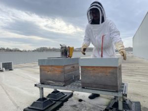 ruches sur les toits