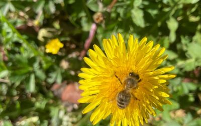 Que se passe-t-il dans la ruche en hiver ?