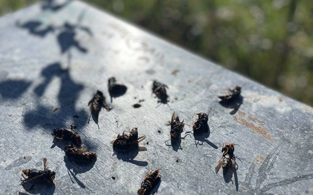 Frelon asiatique : pourquoi il menace les abeilles et quand agir efficacement