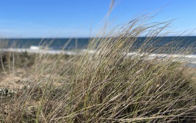 Agri-Renfort : entreprise adaptée engagée pour la végétalisation du massif dunaire à Capbreton