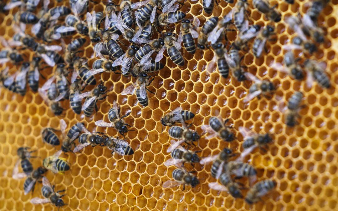 Le Groupe Izarralde parraine une ruche au Pays basque