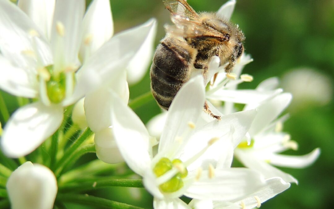 Le Groupe Izarralde parraine une ruche au Pays basque